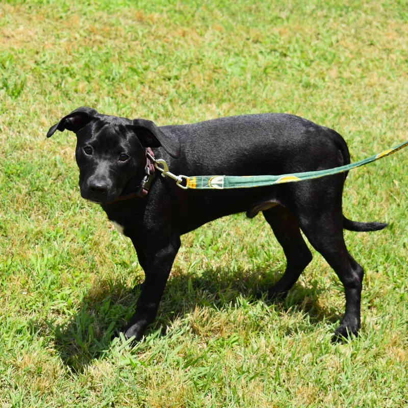 A baby medium-sized male Black Mixed Breed dog named Jackson for adoption in Searcy, AR