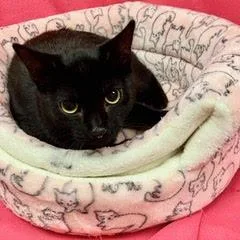 A baby medium-sized female Black Domestic Short Hair cat named Gale for adoption in Green Valley, AZ