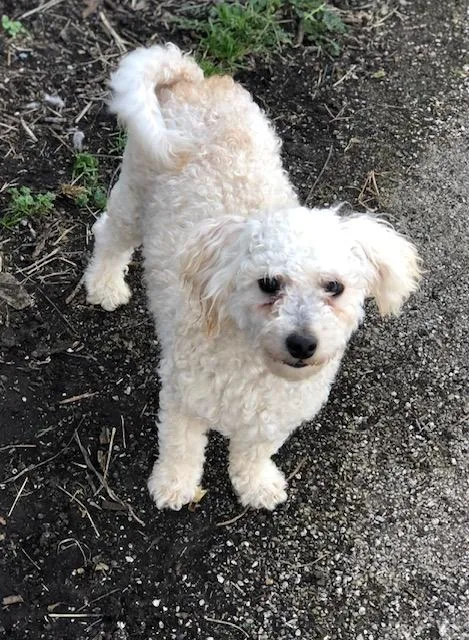 An adult small-sized male White / Cream Poodle dog named Harper for adoption in Colleyville, TX