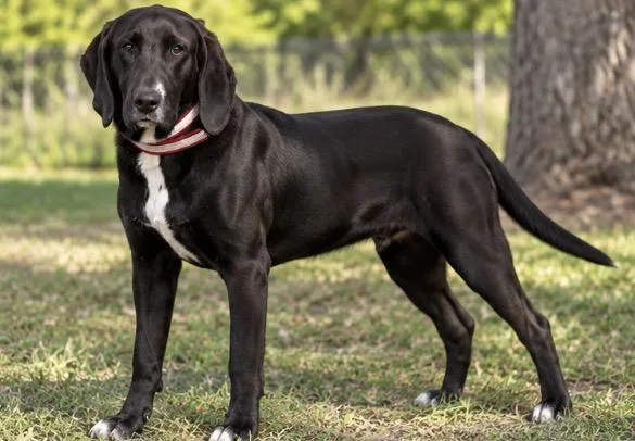 A young medium-sized female Black Hound dog named Bella for adoption in Kiln, MS