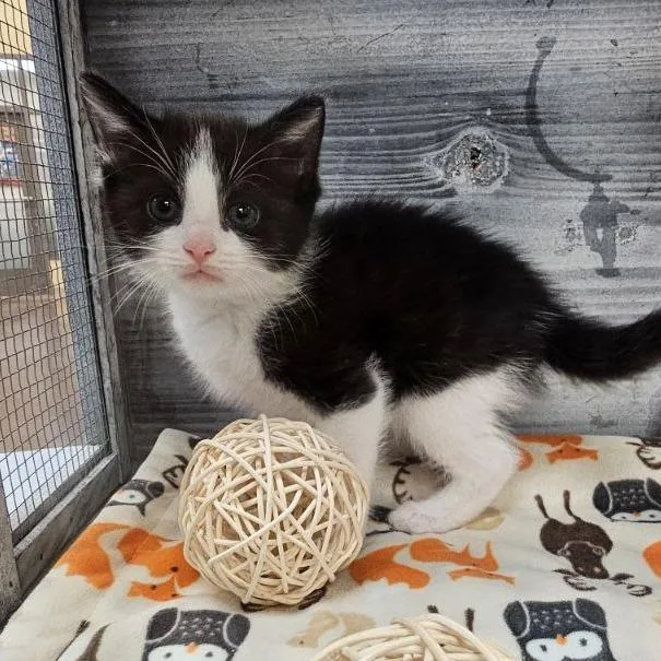A baby small-sized male Black Domestic Short Hair cat named Dale for adoption in Lynchburg, VA