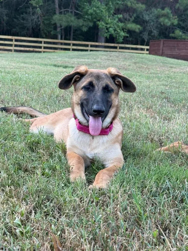 A baby small-sized female Tricolor (Brown, Black, & White) German Shepherd Dog dog named Millie Lainey for adoption in Sealy, TX