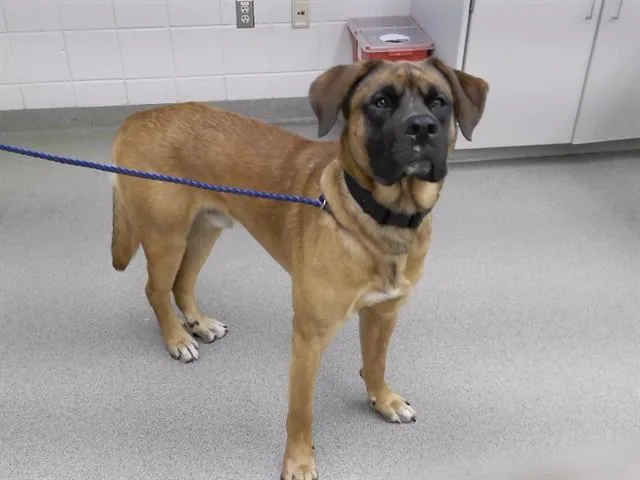 An adult large-sized male Mastiff dog named Mordecai for adoption in Omaha, NE