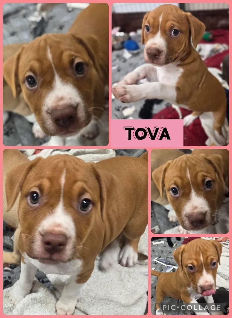 A baby medium-sized female American Bulldog dog named Tova for adoption in Newport, KY