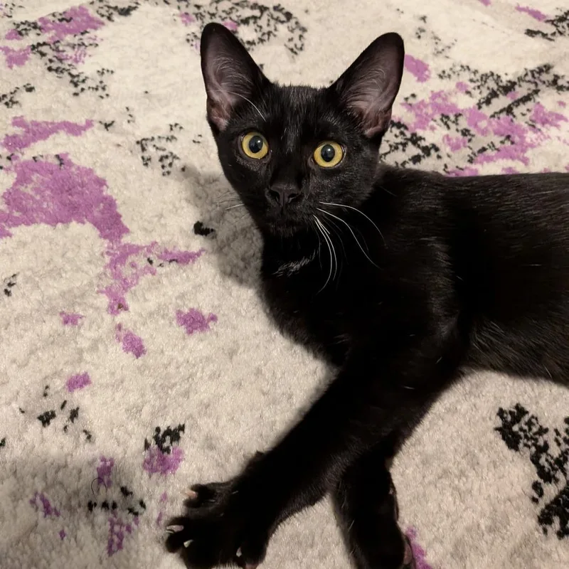 A young small-sized male Domestic Short Hair cat named Nick Jonas for adoption in Durham, NC