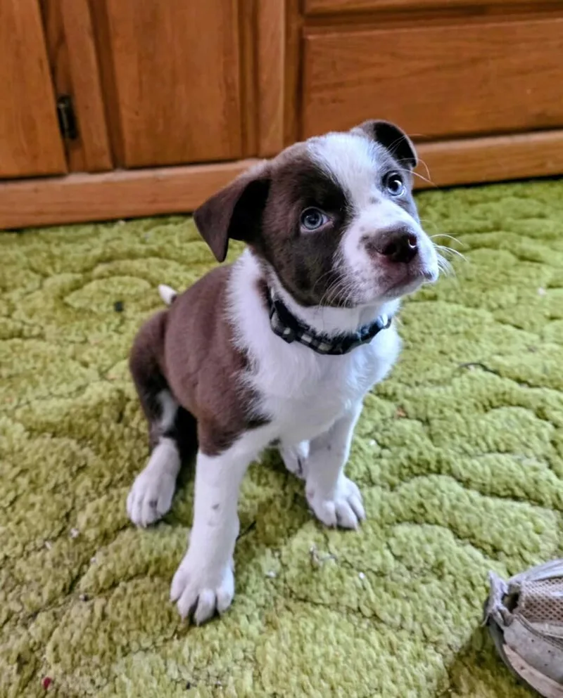 A baby medium-sized male Australian Cattle Dog / Blue Heeler dog named Roman for adoption in Evergreen, CO