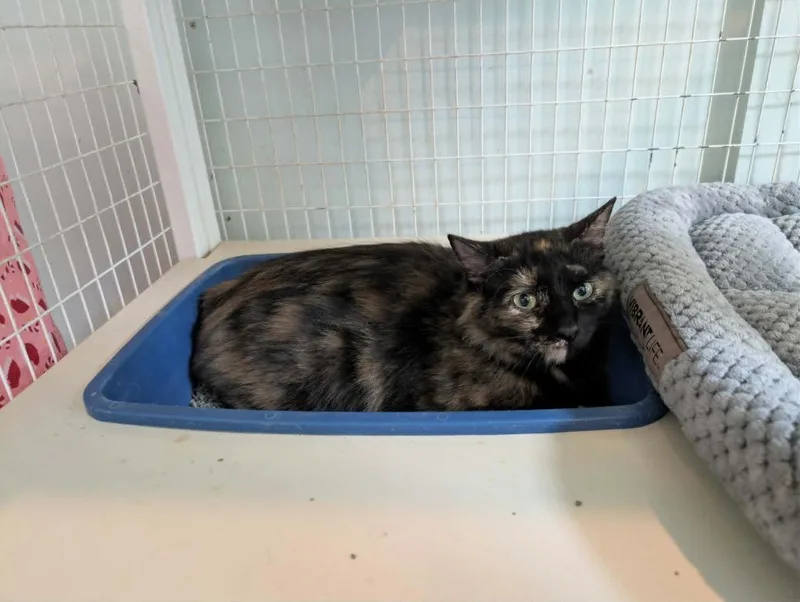 An adult medium-sized female Domestic Medium Hair cat named Konya for adoption in Kingsland, GA