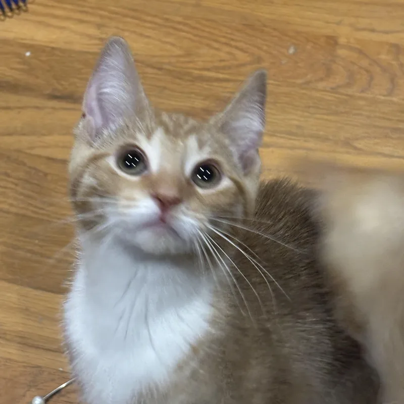 A baby small-sized male Tabby (Orange / Red) Domestic Short Hair cat named Mr. Campfire for adoption in Indianapolis, IN