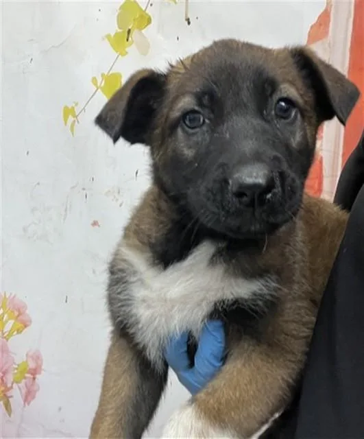 A baby small-sized female German Shepherd Dog dog named Nyla for adoption in San Bernardino, CA