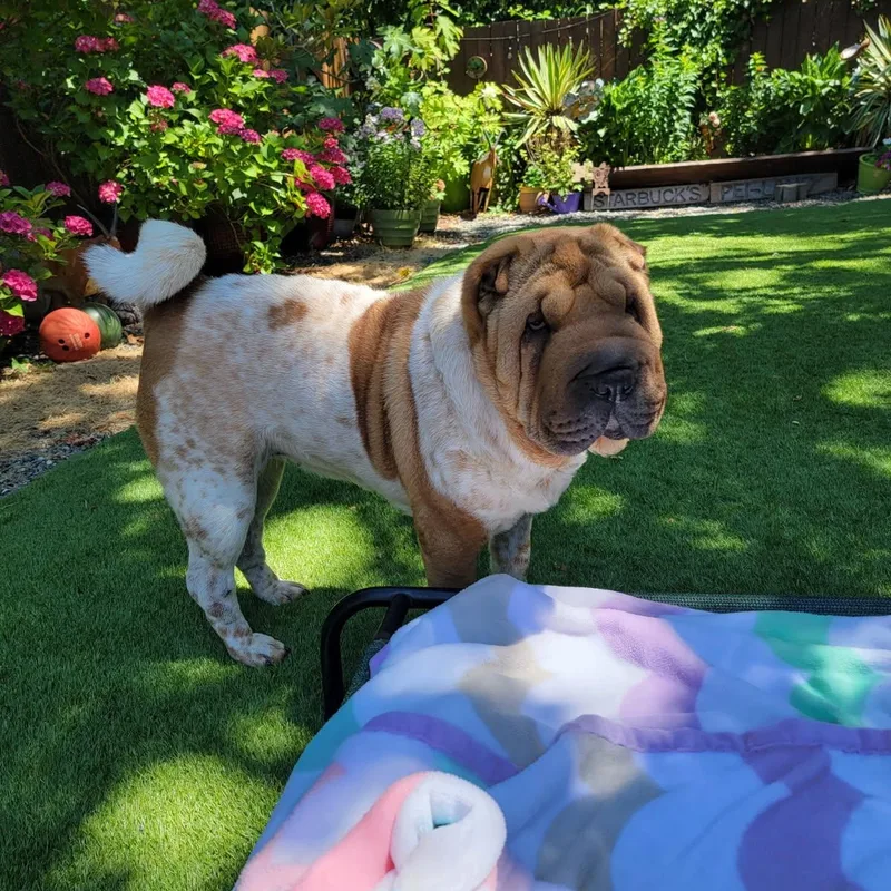 An adult medium-sized female White / Cream Shar-Pei dog named Patty Cakes for adoption in Kirkland, WA