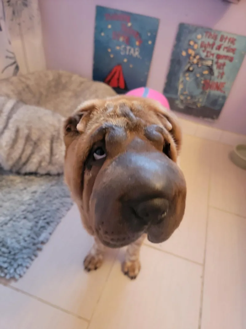Patty Cakes thumbnail 4