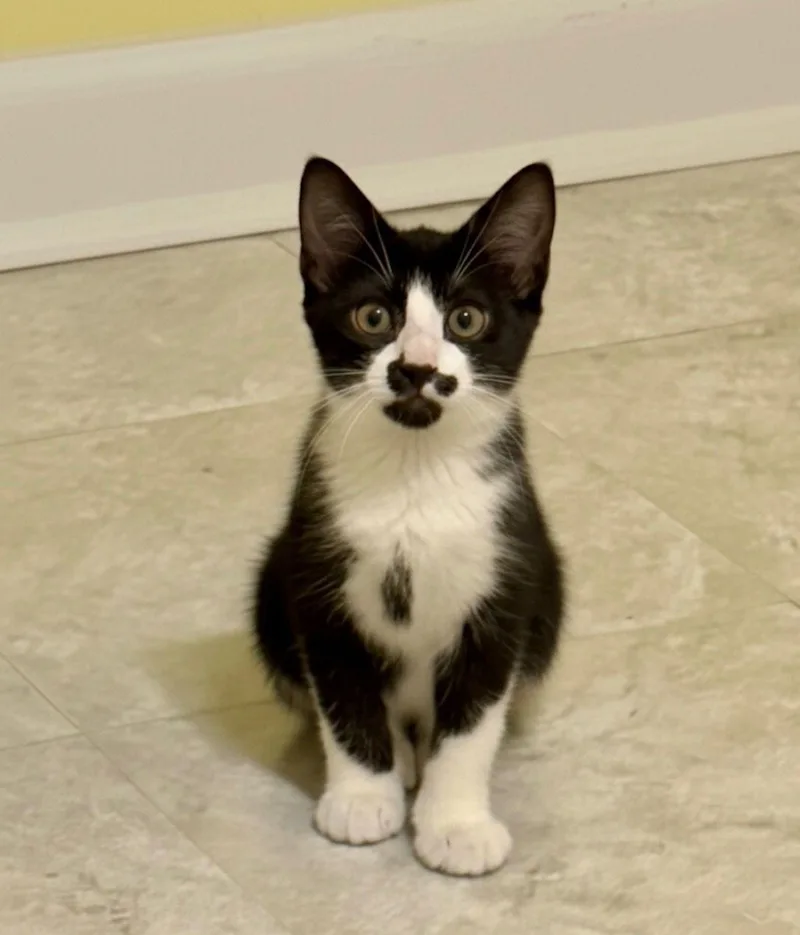 A young medium-sized female Black & White / Tuxedo Domestic Short Hair cat named Addy for adoption in Newtown Square, PA