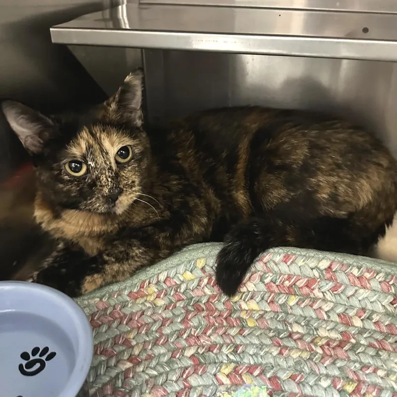 An adult medium-sized female Domestic Short Hair cat named Secretary LR for adoption in Union, MO