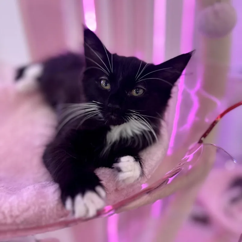 A baby small-sized female Black Domestic Long Hair cat named Button for adoption in Forest Park, IL