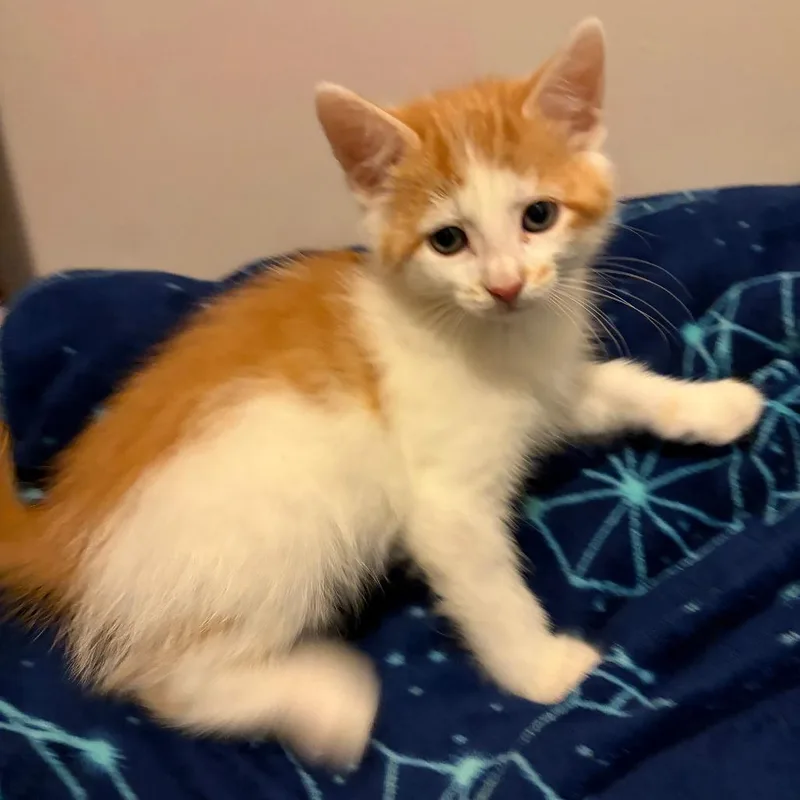 A baby small-sized male White Domestic Short Hair cat named Oak for adoption in Wichita, KS