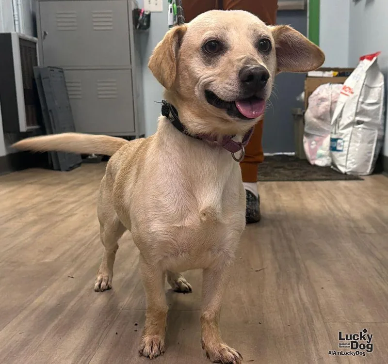 A young small-sized male Labrador Retriever dog named Cash for adoption in Washington, DC