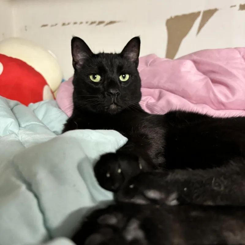 An adult small-sized male Black Domestic Short Hair cat named Sanji for adoption in Long Beach, CA