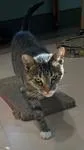 A baby medium-sized female Domestic Short Hair cat named Liberty for adoption in Heathsville, VA