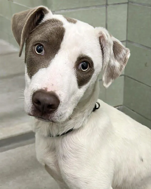A young medium-sized male Pit Bull Terrier dog named Oakley for adoption in Novato, CA