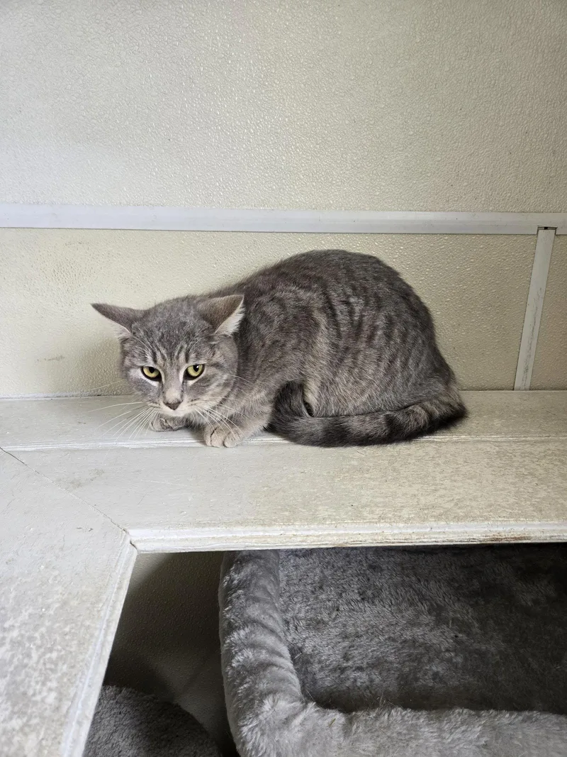 A young medium-sized female Domestic Short Hair cat named Runt for adoption in Maquoketa, IA