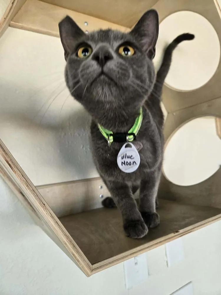 A young medium-sized male Blue Point Domestic Short Hair cat named Blue Moon for adoption in tucson, AZ