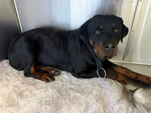 A young medium-sized male Rottweiler dog named Beast for adoption in Downey, CA