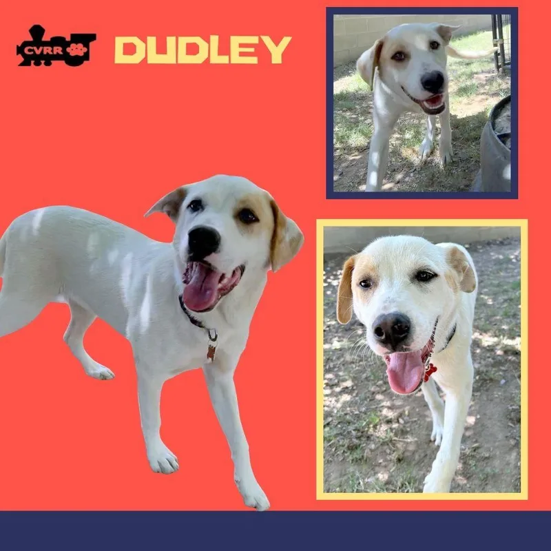 An adult medium-sized male Retriever dog named Dudley for adoption in LINDSAY, CA
