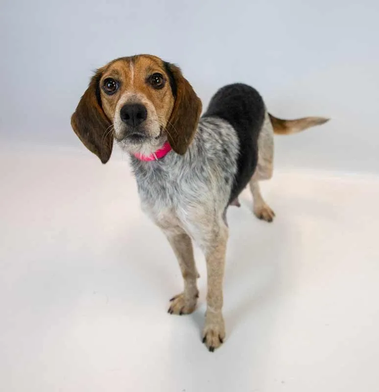 Maybelle thumbnail 3