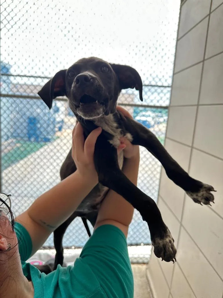 A baby small-sized male Mixed Breed dog named Spencer for adoption in Bossier City, LA