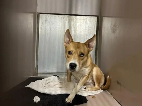 A young large-sized female Mixed Breed dog named Patootie for adoption in New York, NY