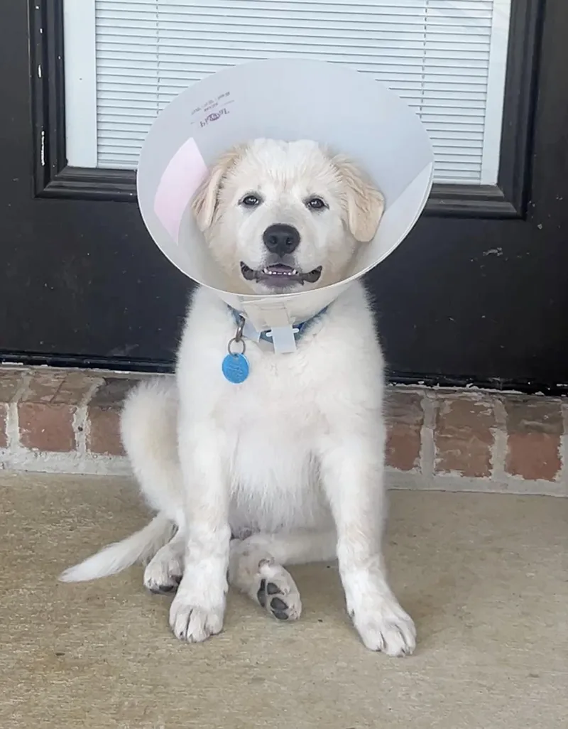 A baby large-sized male Great Pyrenees dog named Marley for adoption in Garland, TX