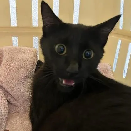 An adult large-sized female Black Domestic Short Hair cat named Rue for adoption in Tacoma, WA