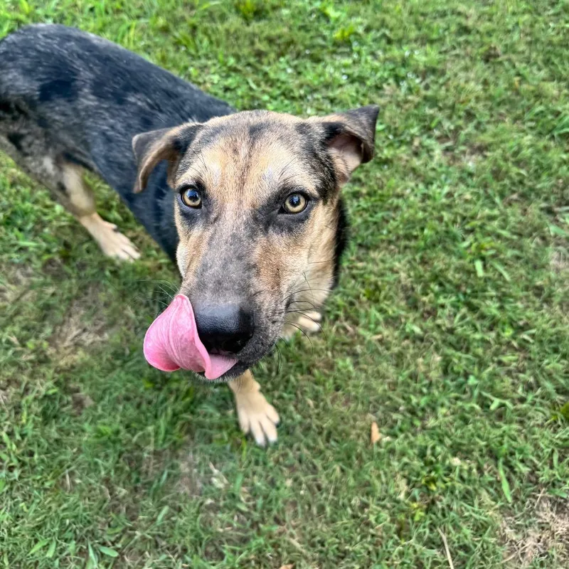 An adult medium-sized male Catahoula Leopard Dog dog named Albert for adoption in Brownsboro, AL