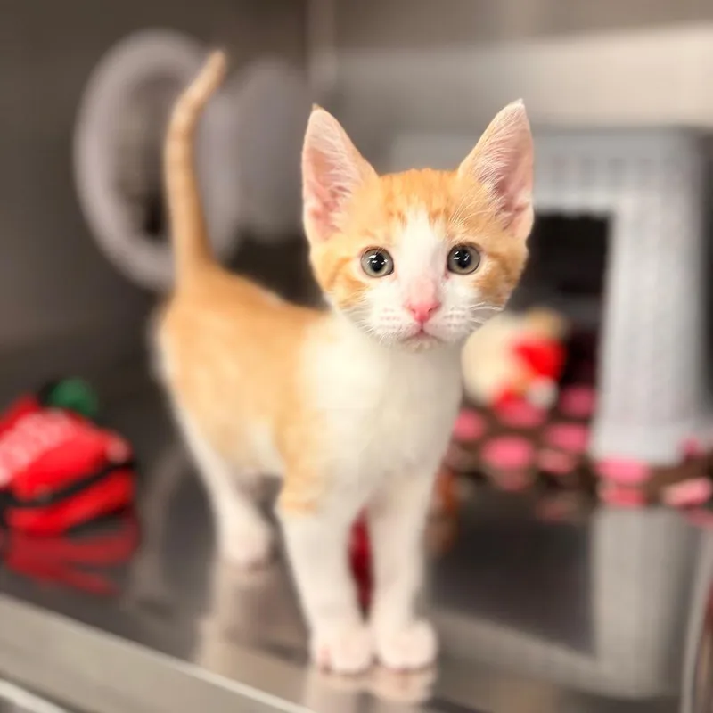 A baby small-sized female Domestic Short Hair cat named Snick for adoption in Spokane, WA