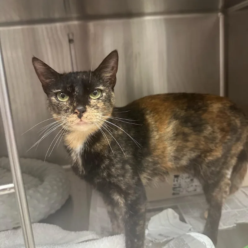 A young medium-sized female Tortoiseshell Domestic Short Hair cat named Cookie for adoption in Santa Barbara, CA