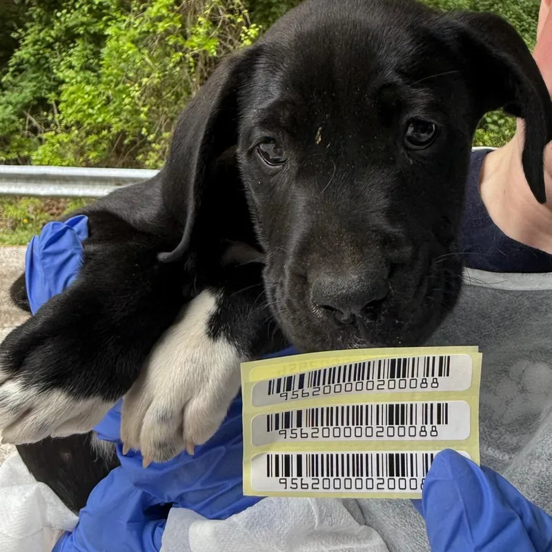 A baby small-sized female Black Mixed Breed dog named Francesca for adoption in Charleston, WV