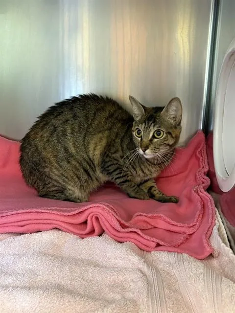 A young small-sized female Domestic Short Hair cat named Micah for adoption in Castaic, CA
