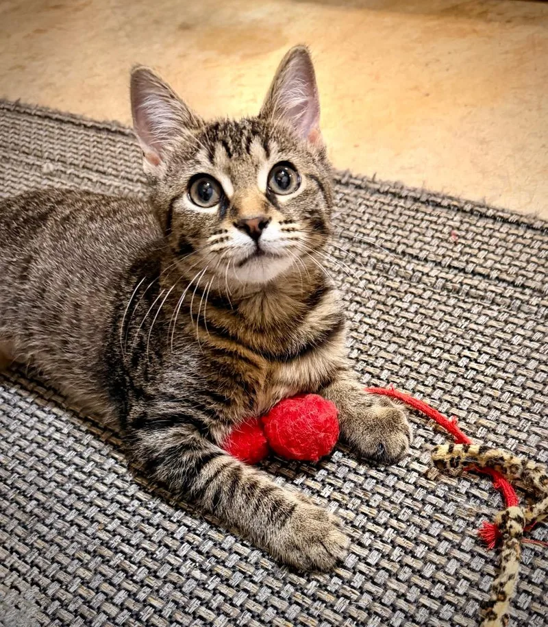 A baby small-sized female Domestic Short Hair cat named Sassafras for adoption in Newnan, GA