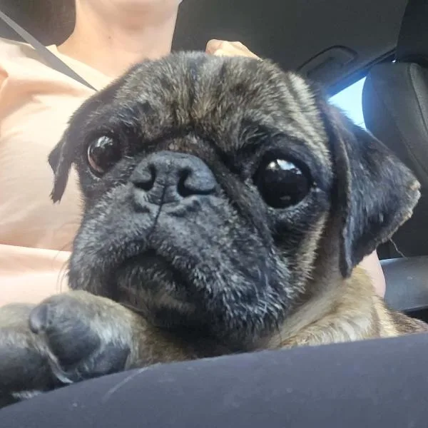 An adult small-sized male Yellow / Tan / Blond / Fawn Pug dog named Amos for adoption in Alvin, TX
