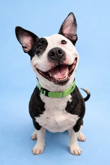 A young large-sized male Pit Bull Terrier dog named Chance for adoption in Westminster, MD