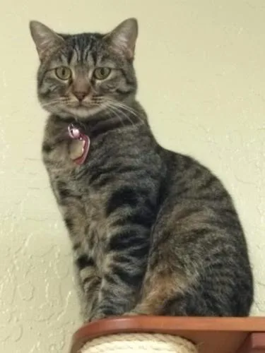 Cleopatra thumbnail 6