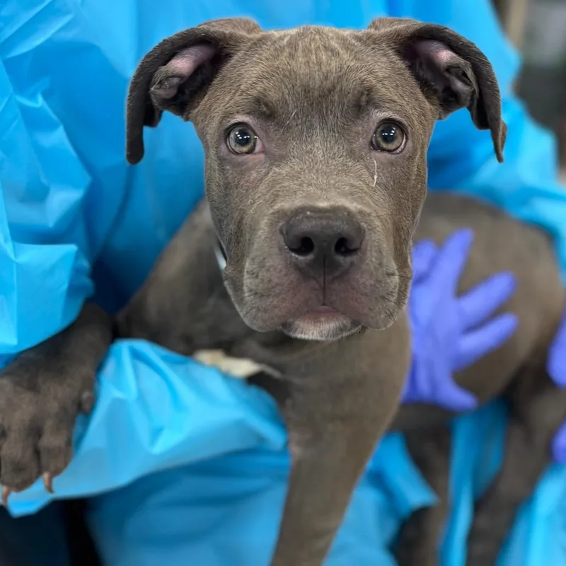 A baby medium-sized male Gray / Blue / Silver Mastiff dog named Mack for adoption in Birmingham, AL