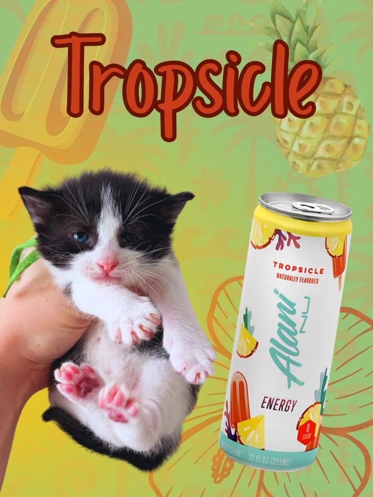 A baby small-sized male Domestic Short Hair cat named Tropsicle for adoption in Augusta, GA