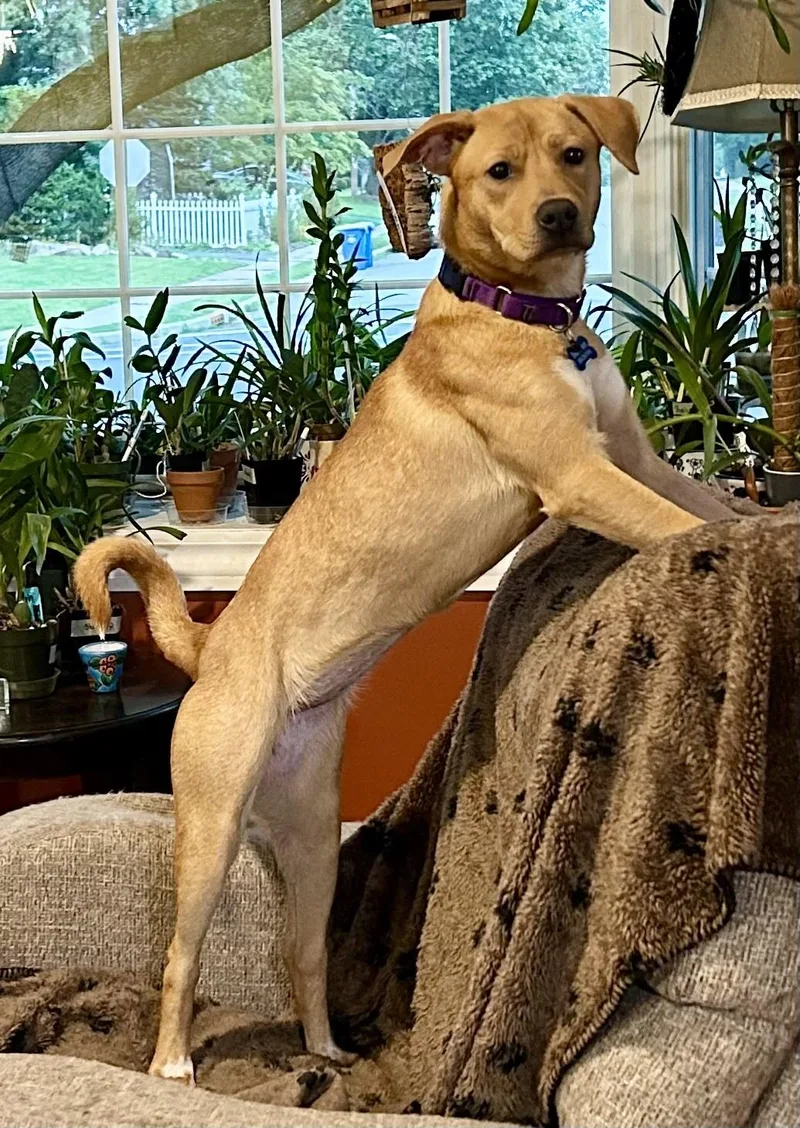 Phoebe