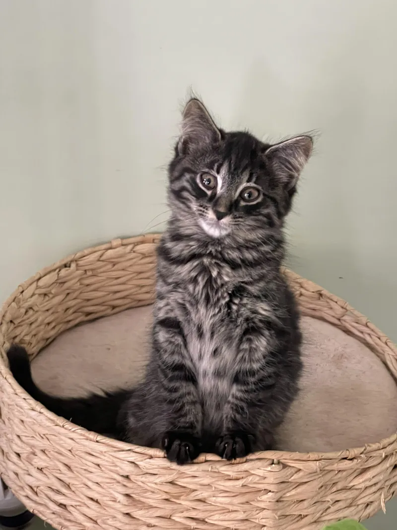 A baby medium-sized male Tabby (Gray / Blue / Silver) Tabby cat named Silvio for adoption in Richmond, VA