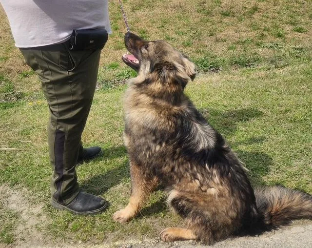 A young medium-sized male Brown / Chocolate German Shepherd Dog dog named Max for adoption in Manhasset, NY