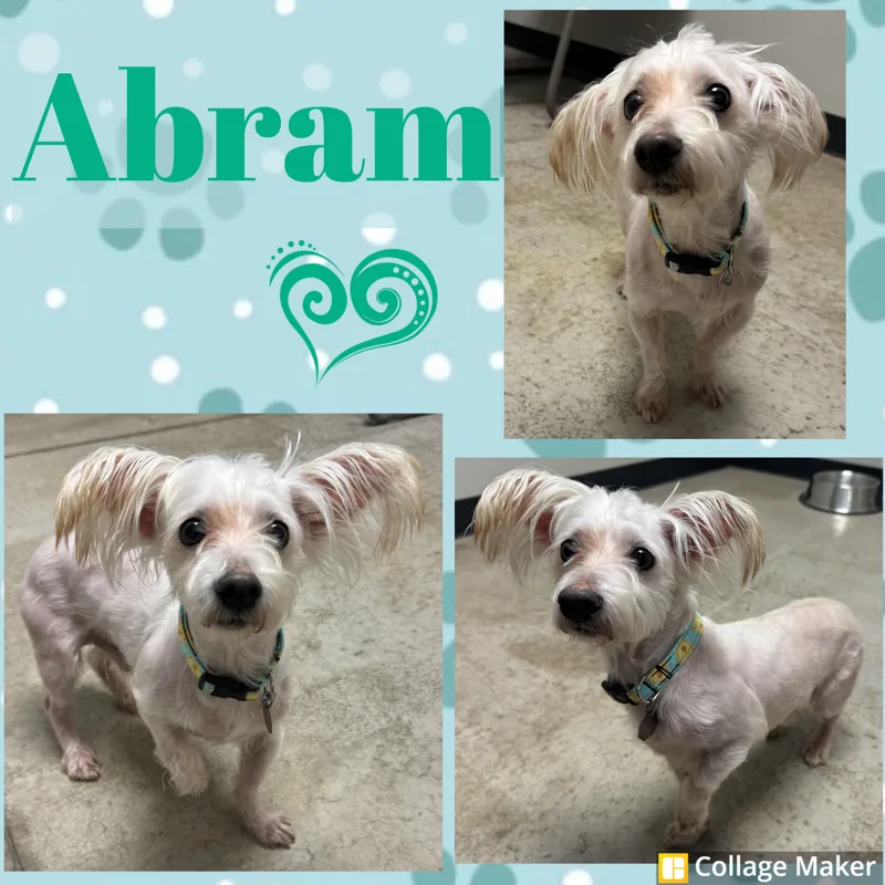 Abram