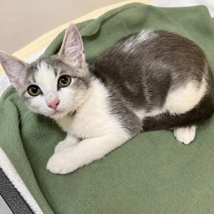 A baby small-sized female Gray / Blue / Silver Domestic Short Hair cat named Lou for adoption in Hawthorne, CA