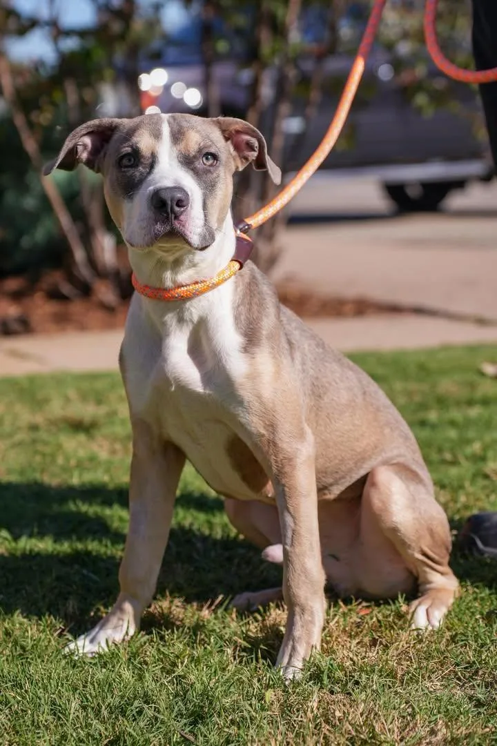 A young medium-sized male Pit Bull Terrier dog named Blu for adoption in Stillwater, OK