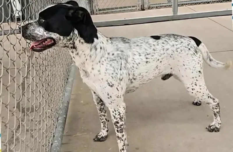 A young medium-sized male Harlequin Terrier dog named Oreo for adoption in Mount Carmel, IL